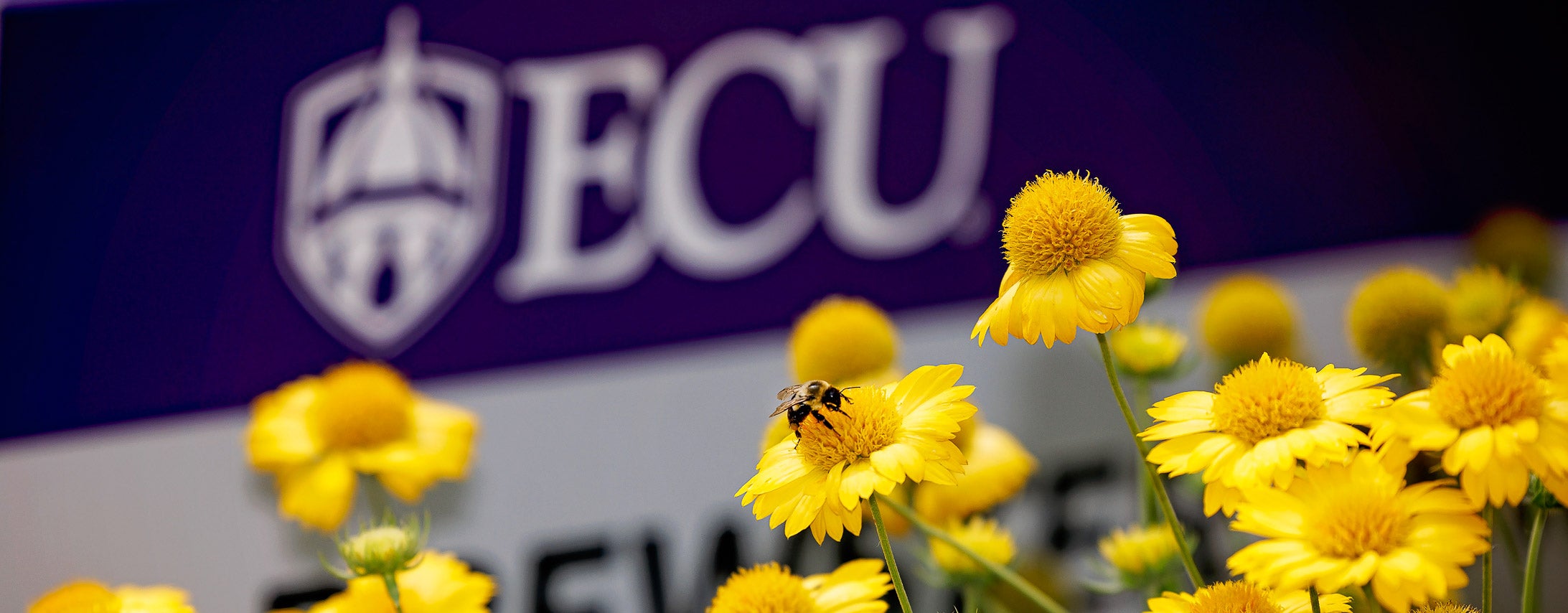 A bee sits on top of a yellow flower with other yellow flowers around it. Flowers are in front of an ECU sign showing the white ECU logo on a purple background.